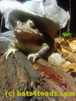 /home//u458753944/public_html/sourcegallery////////////////////////McKaig Nature Center/2024-09-27/P9271588.JPG